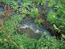 Discharge ffom septic tank